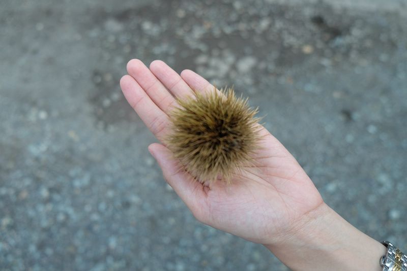 hạt dẻ Việt Thy nhặt được quanh nhà